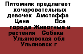 Питомник предлагает 2-хочаровательных девочек  Амстаффа › Цена ­ 25 000 - Все города Животные и растения » Собаки   . Ульяновская обл.,Ульяновск г.